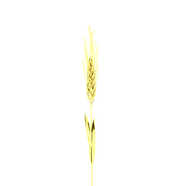Golden Wheat Spike